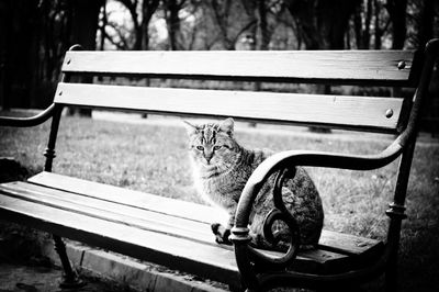 Cat sitting on bench in park