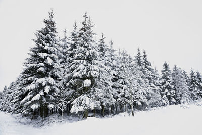 Snow covered pine tree against sky