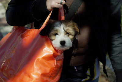 Midsection of woman with dog in plastic bag