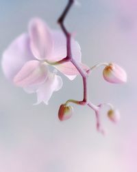 Close-up of pink orchid