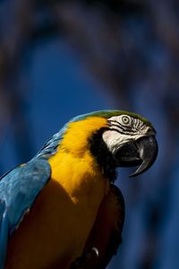 Macaw shot outside on a tree with sky background
