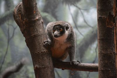 Low angle view of mongoose lemur on tree at philadelphia zoo