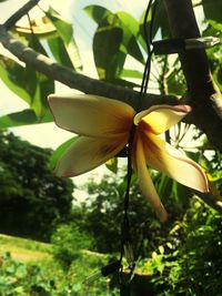 Close-up of yellow flower blooming outdoors