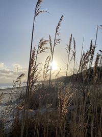 Scenic view of sunset over sea