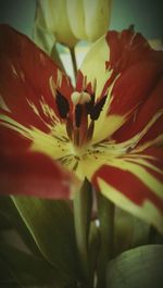 Close-up of flower