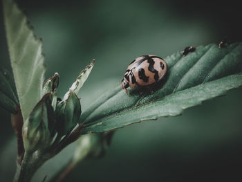 Close-up of insect on leaf