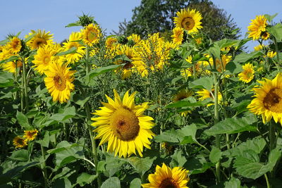 Close-up of yellow flowering plants on field