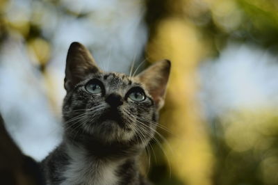 Close-up portrait of a cat