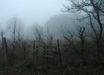 Trees in foggy weather