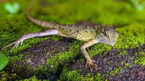 Close-up of lizard on tree