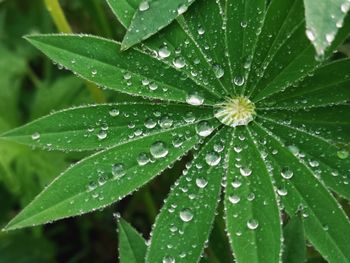 Close-up of wet plant leaves during rainy season