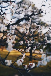 Close-up of cherry blossoms in spring