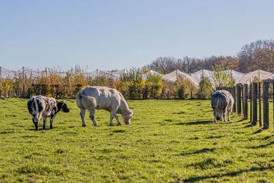 Cattle with greyish-white fur and black spots quietly grazing on green grass on a farm