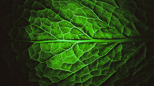 Full frame shot of wet leaves