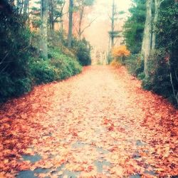 Road passing through forest