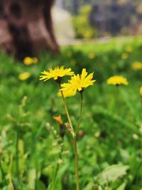 Close-up of yellow flowering plant on field