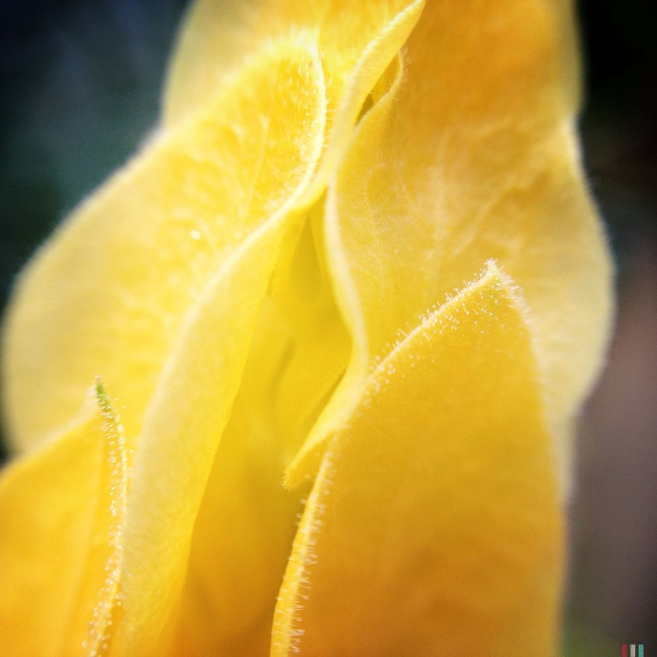 flower, freshness, yellow, petal, flower head, close-up, fragility, single flower, beauty in nature, growth, nature, extreme close-up, macro, stamen, natural pattern, selective focus, blooming, focus on foreground, drop, pollen