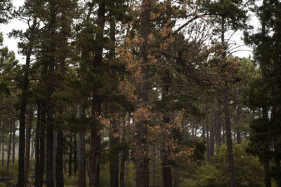 Trees in forest