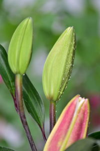 Close-up of flower bud