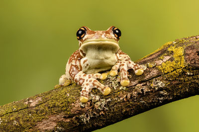 Close-up portrait of frog sitting on branch