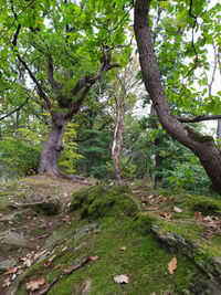 Trees in forest