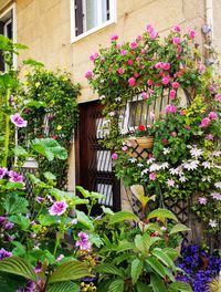 Pink flowering plant against building