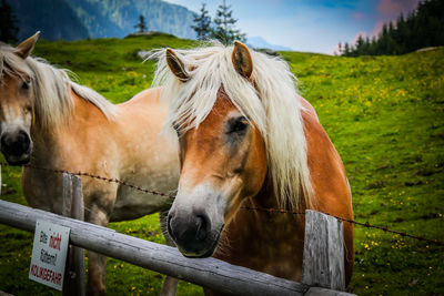 Close-up of horses standing on field against sky