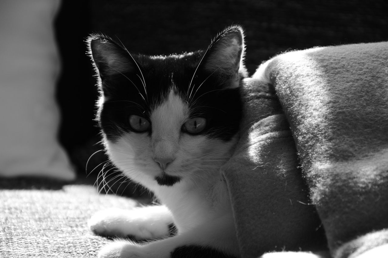 domestic cat, animal themes, one animal, pets, domestic animals, feline, mammal, cat, whisker, looking at camera, portrait, close-up, indoors, sitting, day, no people, kitten