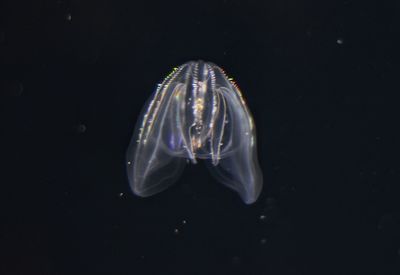 Close-up of jellyfish swimming in sea