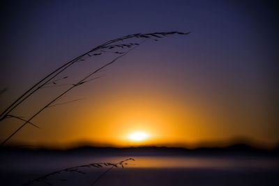 Silhouette birds flying over sea against sky during sunset