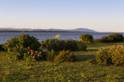 Scenic view of flowering plants on field against clear sky