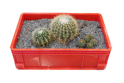 Close-up of potted cactus plant against white background