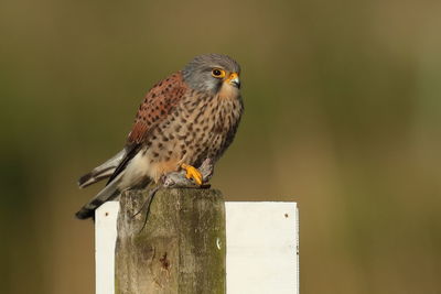 Bird perching on wooden post