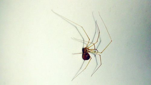 Close-up of insect on wall