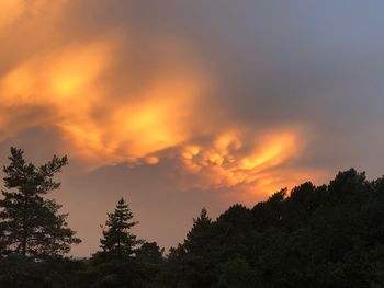 Low angle view of silhouette trees against sky during sunset