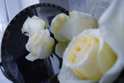 Close-up of yellow flower