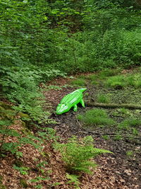 High angle view of lizard on land in forest