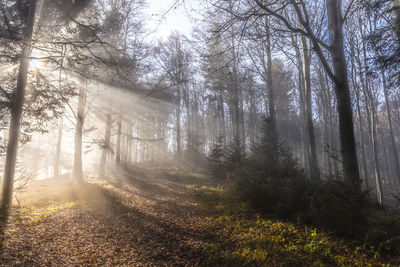 Sunlight streaming through trees in forest