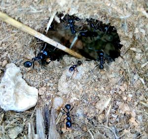 High angle view of bees