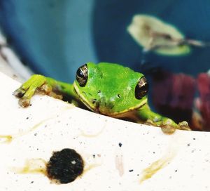 Close-up of green frog on leaf