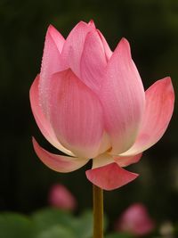 Close-up of pink lotus blooming outdoors