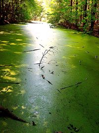 Leaves in pond