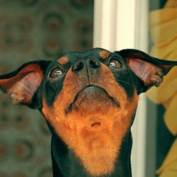 Close-up portrait of dog