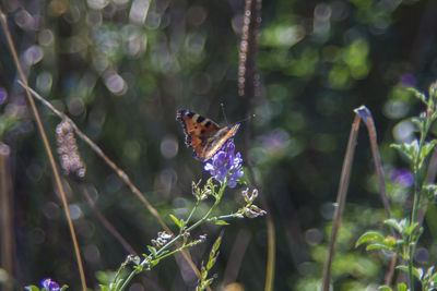 Close-up of butterfly on plant