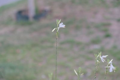 Close-up of purple flowering plant on field