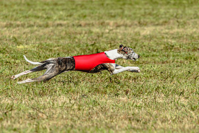 Whippet dog