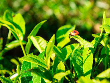Close-up of ladybug on leaf