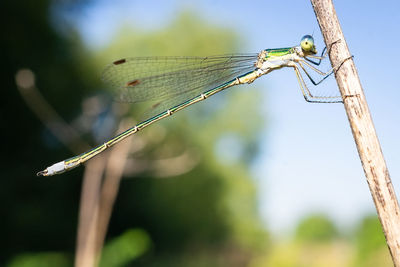 Close-up of dragonfly on plant
