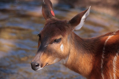 Female east african sitatunga called tragelaphus spekii spekii is a swamp dwelling antelope