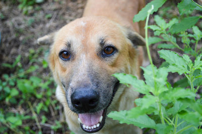 Close-up portrait of dog on field